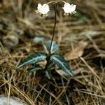 Chimaphila maculata 形态