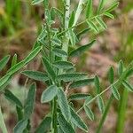 Astragalus varius Лист