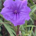 Ruellia simplex Blüte