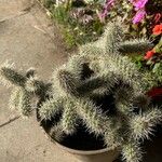 Cylindropuntia fulgida Folha