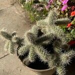 Cylindropuntia fulgida Листок