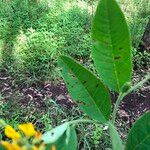 Crotalaria mitchellii Лист