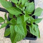 Capsicum frutescens Blad