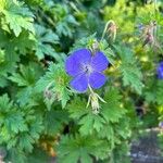 Geranium himalayense 花