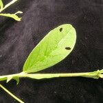 Crotalaria alata Hábito