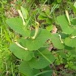 Aristolochia navicularis Folha