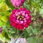 Zinnia peruviana Virág