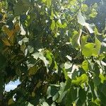 Tilia tomentosa葉