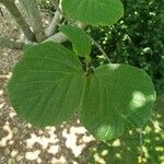 Hamamelis japonica Φύλλο