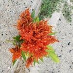 Celosia argentea Kvet