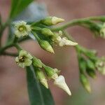 Voacanga africana Blomma