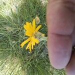 Senecio scopolii 花