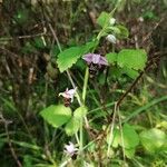 Ophrys holosericeaFlower