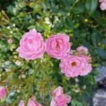 Rosa gallicaFlower