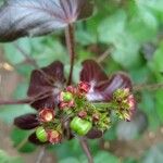 Jatropha gossypiifoliaফুল