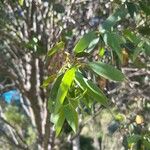 Eucalyptus paucifloraFrunză