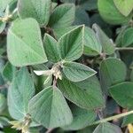 Desmodium intortum Blatt