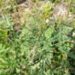 Sisymbrium altissimum Leaf