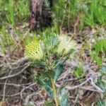 Banksia sessilis Habitus