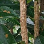 Brunfelsia americana Ŝelo