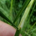 Deschampsia cespitosa Altro