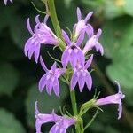 Lobelia urensFlower