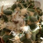 Coryphantha elephantidens Ліст