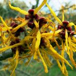 Hamamelis mollis 花