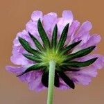 Scabiosa lucida Feuille