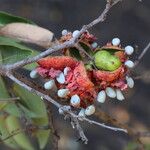 Xylopia katangensis Fruto