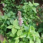 Agastache foeniculum List