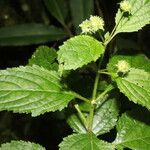 Hyptis brevipes Hoja