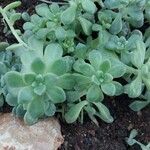 Sedum mendozae List