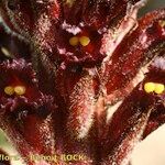 Orobanche foetida Drugo