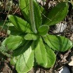 Arabis planisiliqua Natur