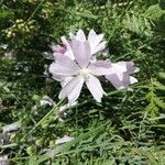 Malva tournefortiana Flower