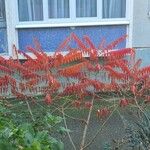 Rhus glabra Ліст