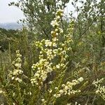Adenostoma fasciculatum Flor
