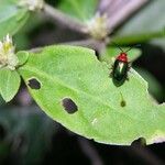 Alternanthera tenella Lapas