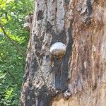 Zanthoxylum chalybeum बार्क (छाल)