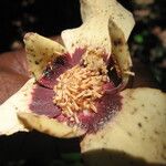 Mkilua fragrans Flower