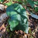 Prunella grandiflora Leaf