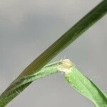 Digitaria sanguinalis Hoja