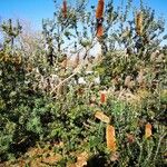 Banksia praemorsa Habit