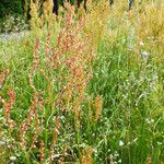 Rumex thyrsiflorus Habitat