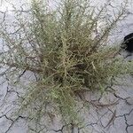 Artemisia herba-albaLeaf