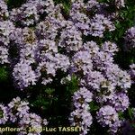 Thymus longicaulis 形態