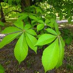Aesculus turbinata Leaf