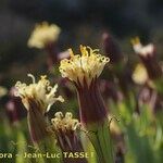 Kleinia anteuphorbium 花