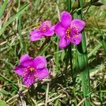 Talinum portulacifolium Virág